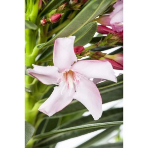 Nahaufnahme einer rosa Oleanderblüte (Nerium) im Topf von GROW by OBI.