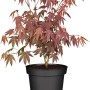 Fächerahorn 'Bloodgood' im Topf, ca. 40-50 cm hoch, mit rotem Laub.