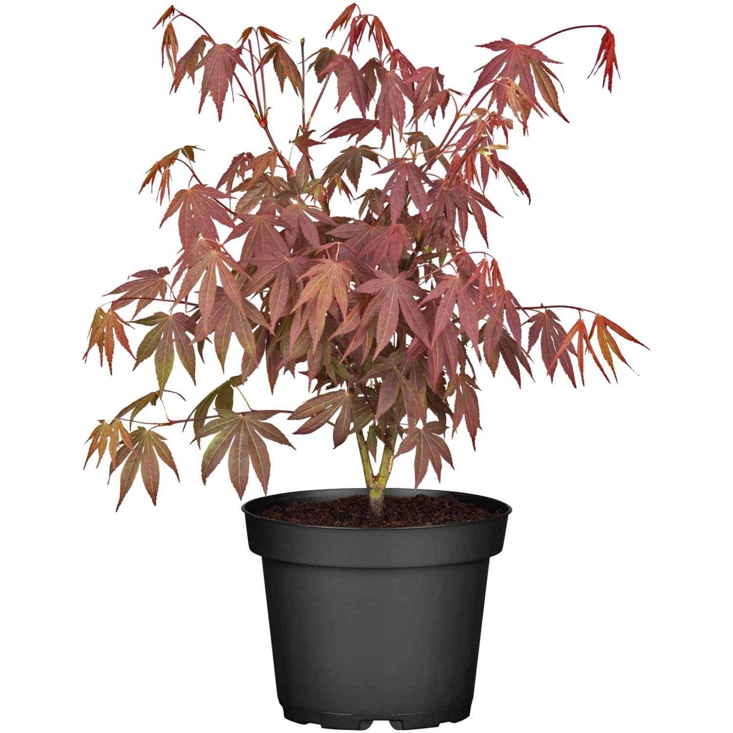 Fächerahorn Bloodgood Höhe ca. 40 - 50 cm Topf ca. 3 l Acer günstig online kaufen