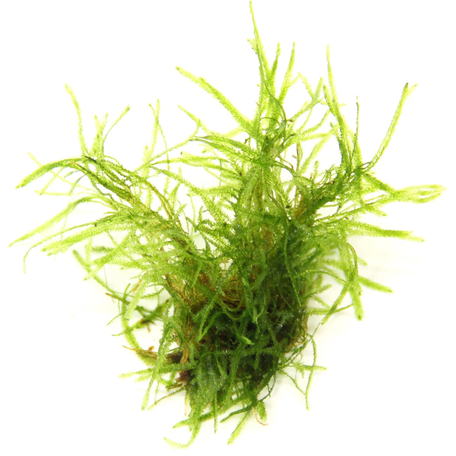 Dennerle Plants Aquariumpflanze Taxiphyllum alternans Taiwan