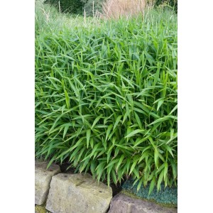 Dichter, grüner Pleioblastus Pumilus Zwergbambus (30–40 cm) im Gartenbeet.