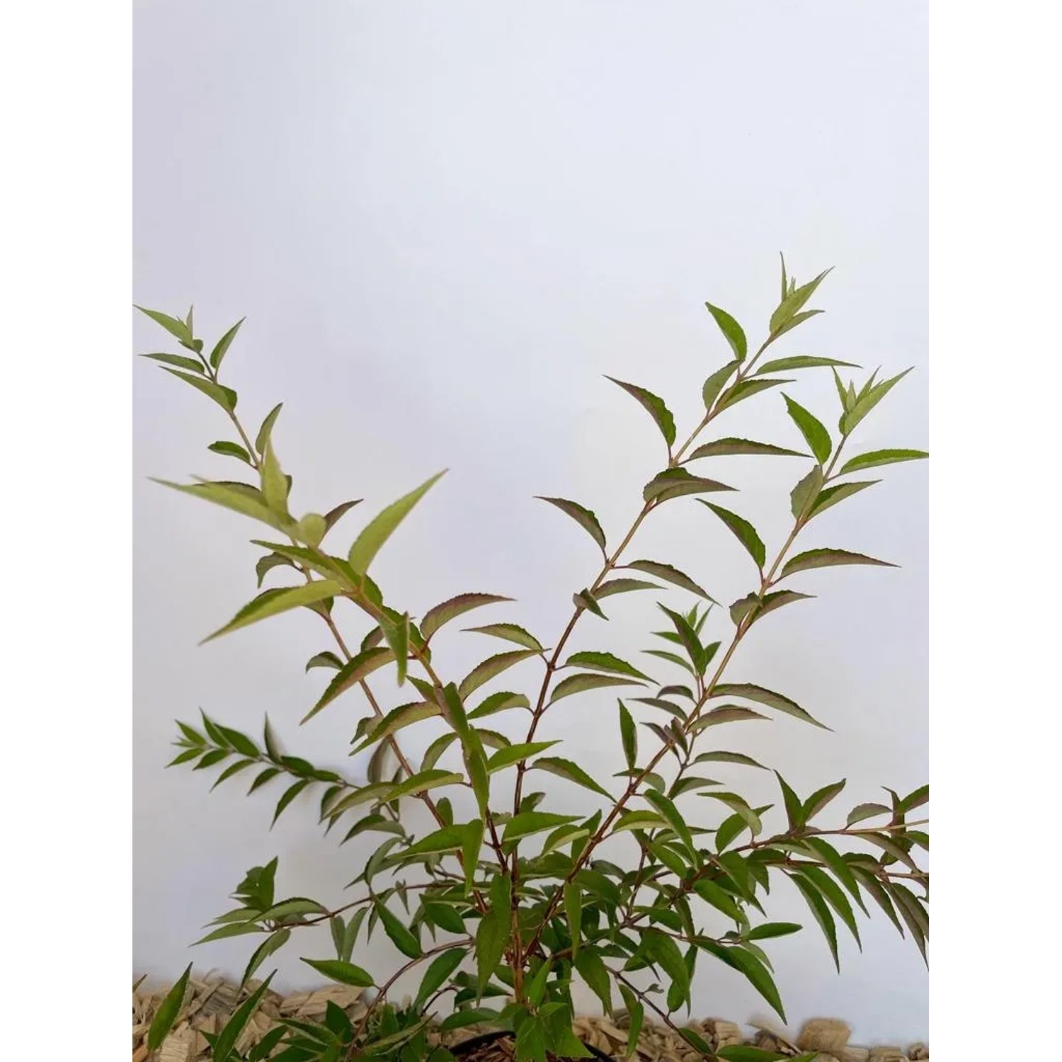 Baumfink Rose (Deutzia Mont Rose) als Topfpflanze, ca. 100-150cm hoch.