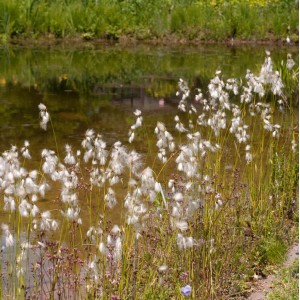 Breitblättriges Wollgras (Eriophorum latifolium) am Ufer mit weißen Blütenständen.