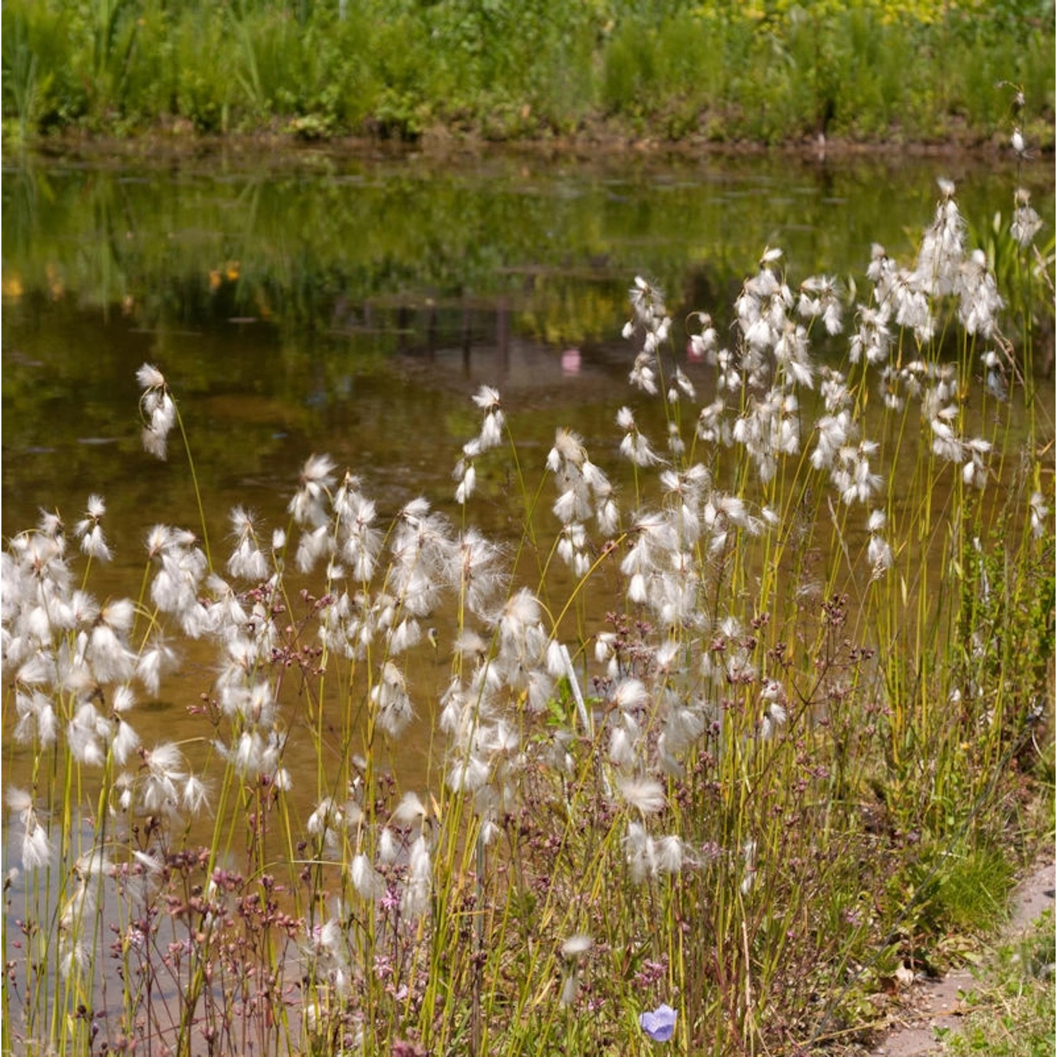 Breitblättriges Wollgras - Eriophorum latifolium günstig online kaufen