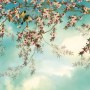 Komar Fototapete Sakura mit Kirschblüten und Vögeln auf blauem Hintergrund.