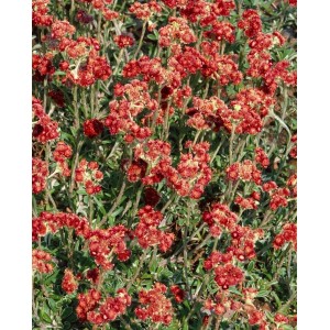 Antennaria Dioica 'Rotes Wunder' im Topf, eine Staude mit leuchtend roten Blüten.