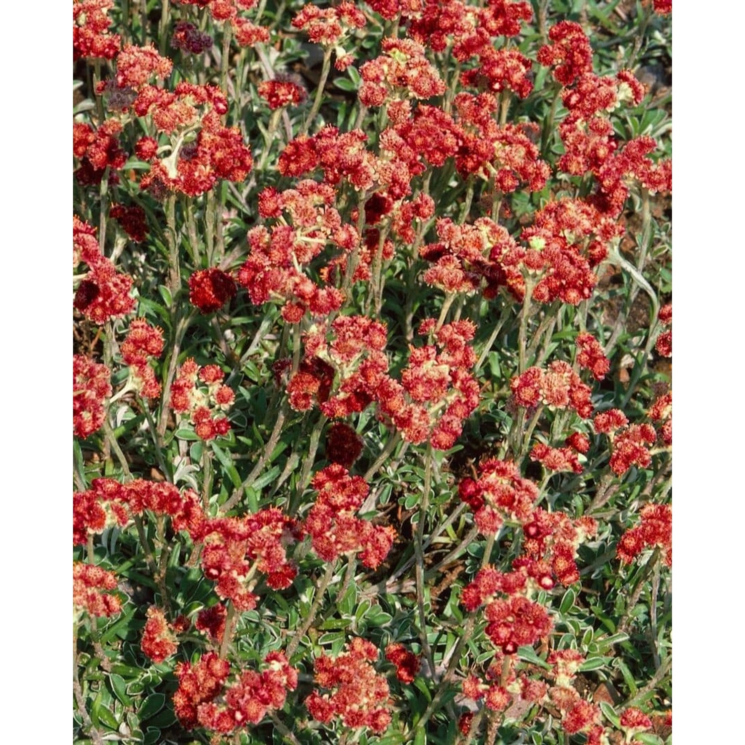 Antennaria Dioica Rotes Wunder Katzenpfötchen Ca. 9x9 cm Topf günstig online kaufen