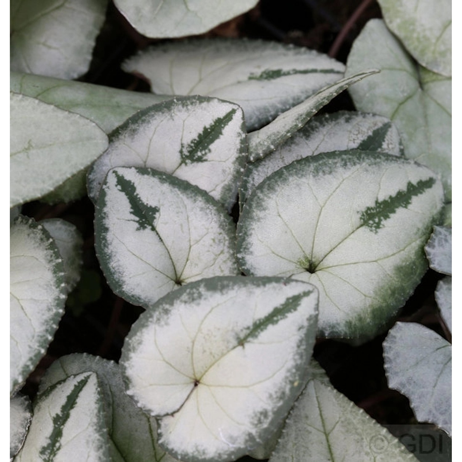 Frühlings Alpenveilchen Silber Leaf - Cyclamen coum günstig online kaufen