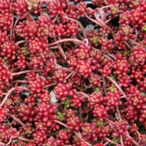 Detailaufnahme von 6 Mauerpfeffer 'Coral Carpet' Stauden mit roter Herbstfärbung im 9cm Topf.