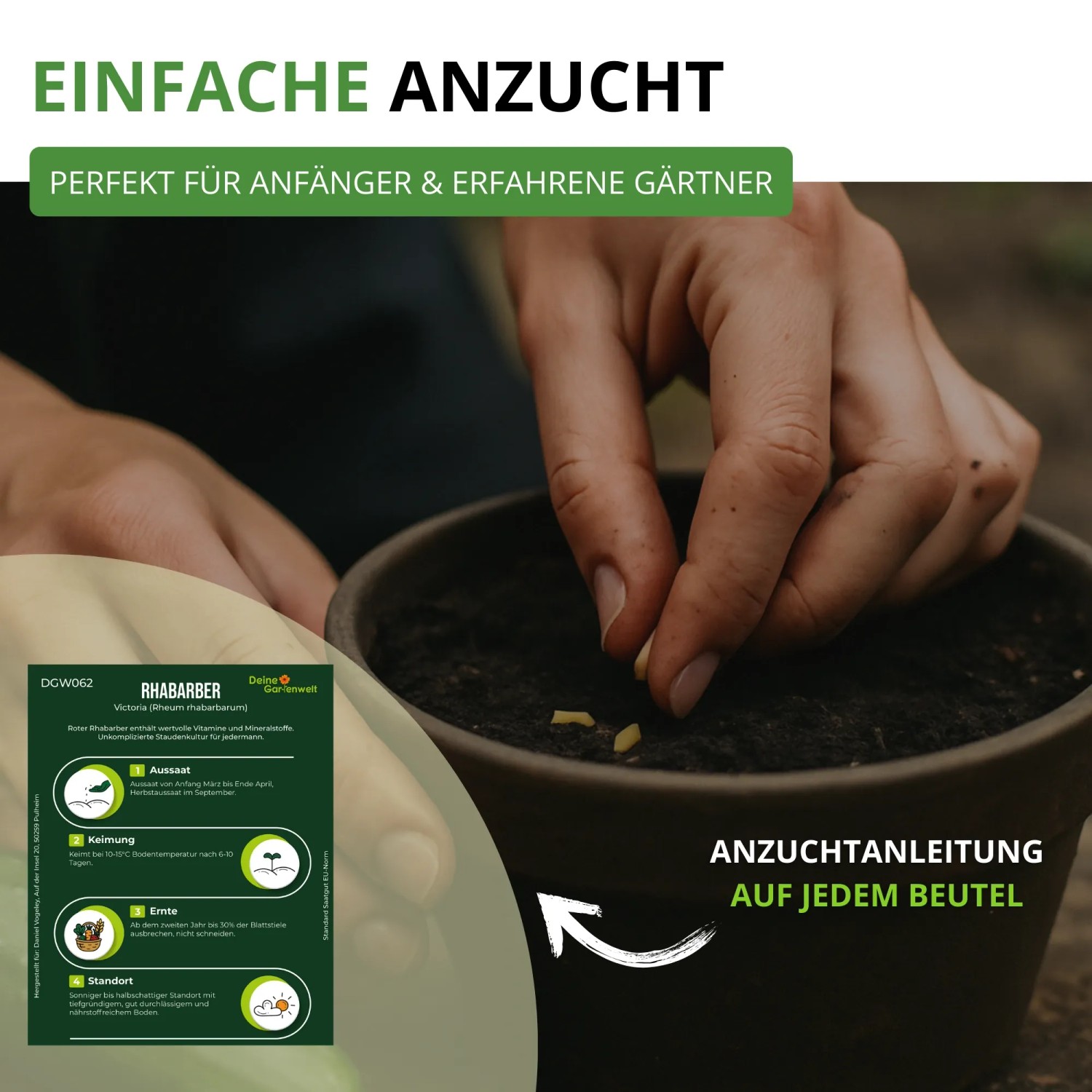 Hände säen Rhabarber Rot Samen in einen Topf. Grüne Packung mit Anzuchtanleitung für Gemüse. Perfekt für Garten.