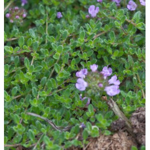 Teppich Thymian Duftkissen (Thymus cherlerioides) mit grünen Blättern und lila Blüten.