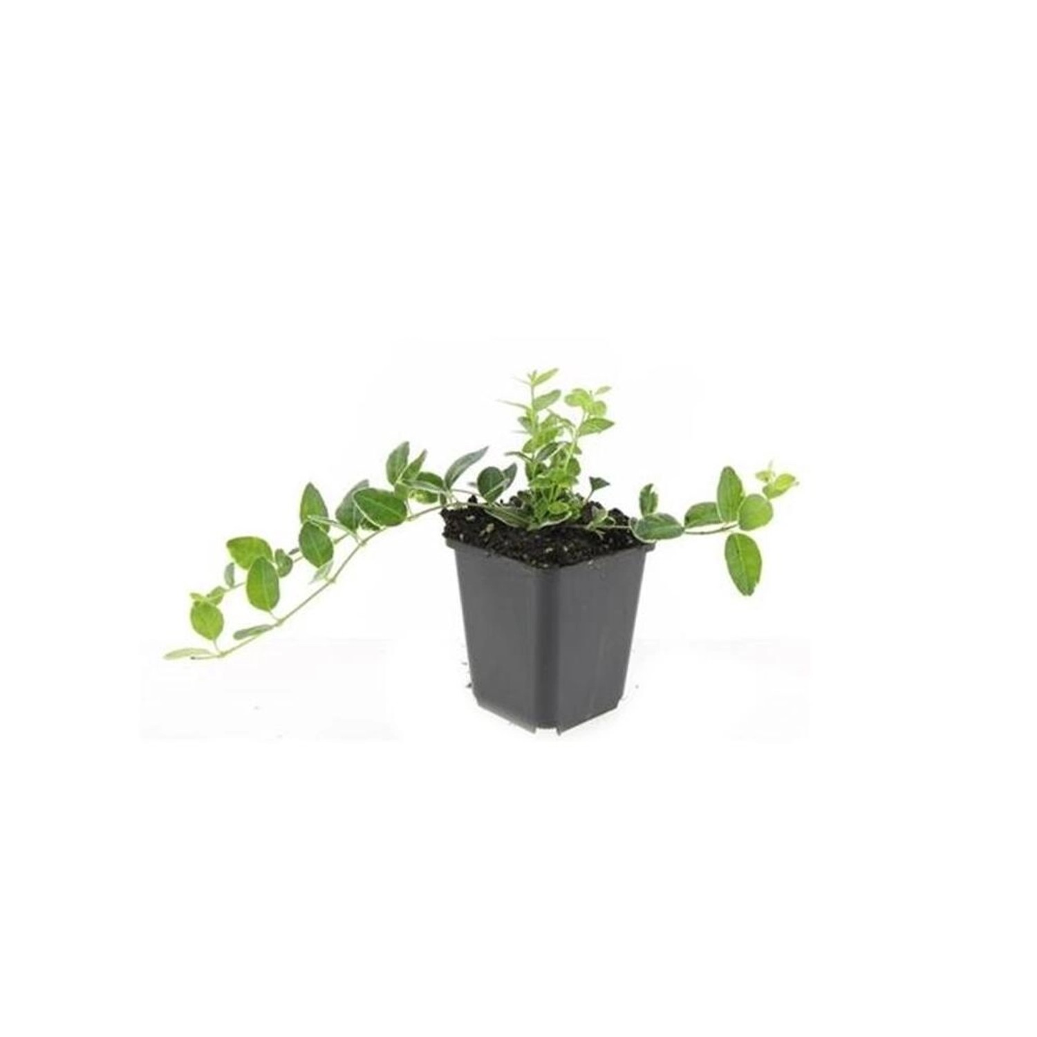 Exotenherz Bodendecker Immergrün Vinca Minor Argenteovariegata 9cm Topf Set günstig online kaufen