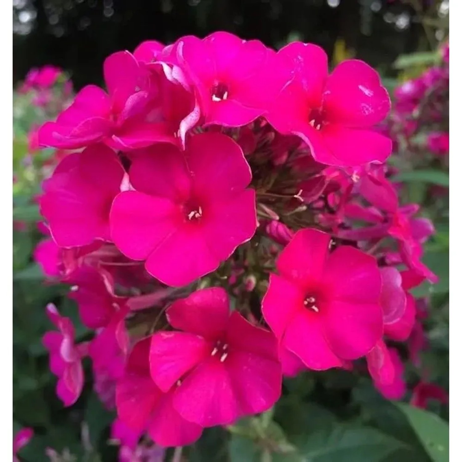 Hohe Flammenblume Kirchenfürst - Phlox Paniculata