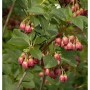 Prachtglocke Red Bells Strauch, Enkianthus campanulatus mit roten, glockenförmigen Blüten.