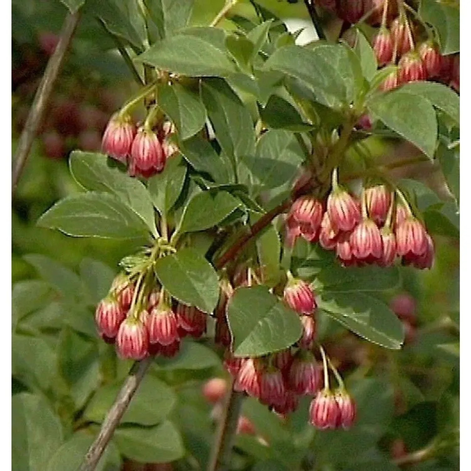 Prachtglocke Red Bells 40-60cm - Enkianthus campanulatus