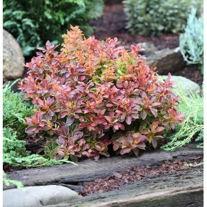Beberitze Golden Ring: Berberitze mit roten Blättern und goldenem Rand im Garten.