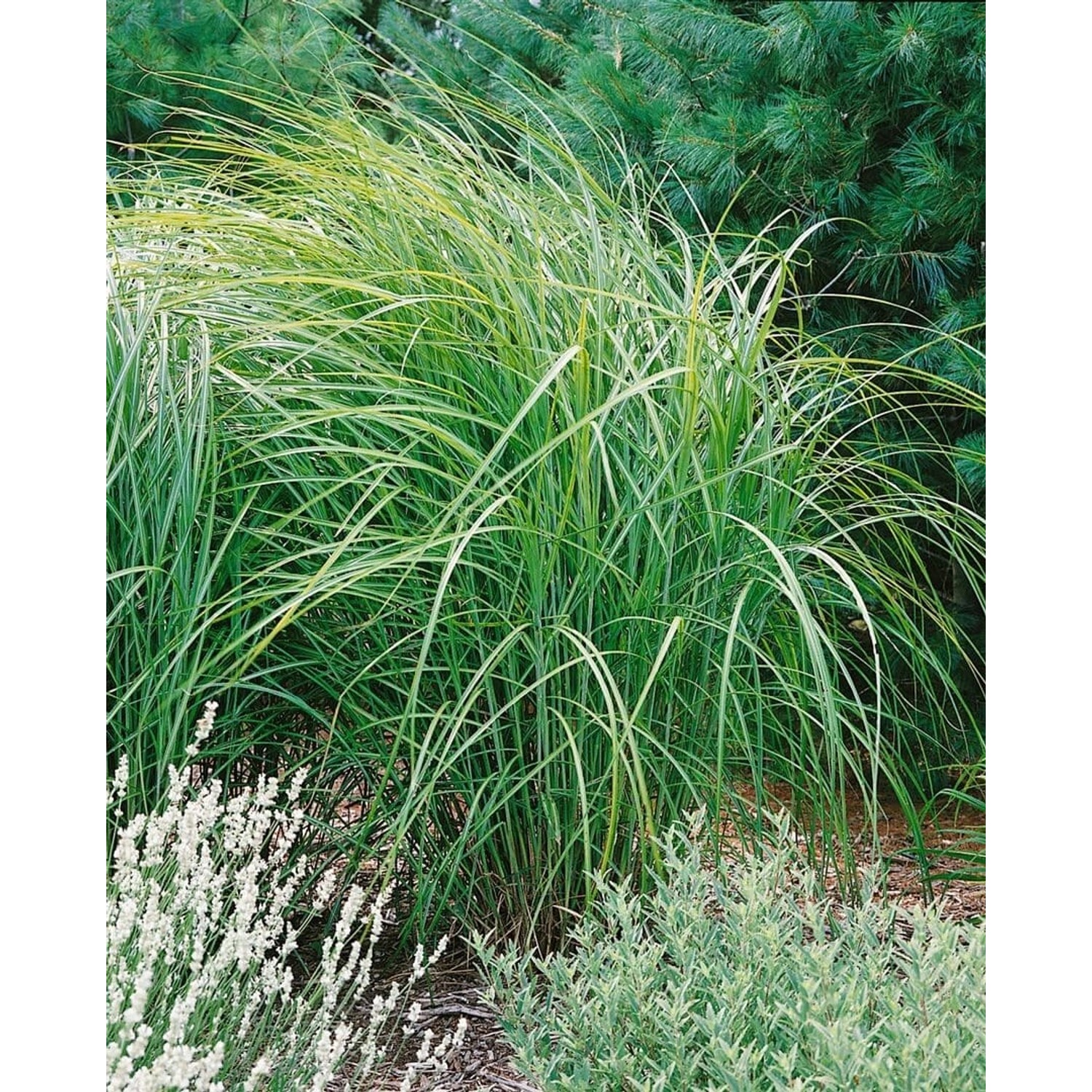 Miscanthus Sinensis Kaskade Chinaschilf Ca. 11x11 cm Topf günstig online kaufen