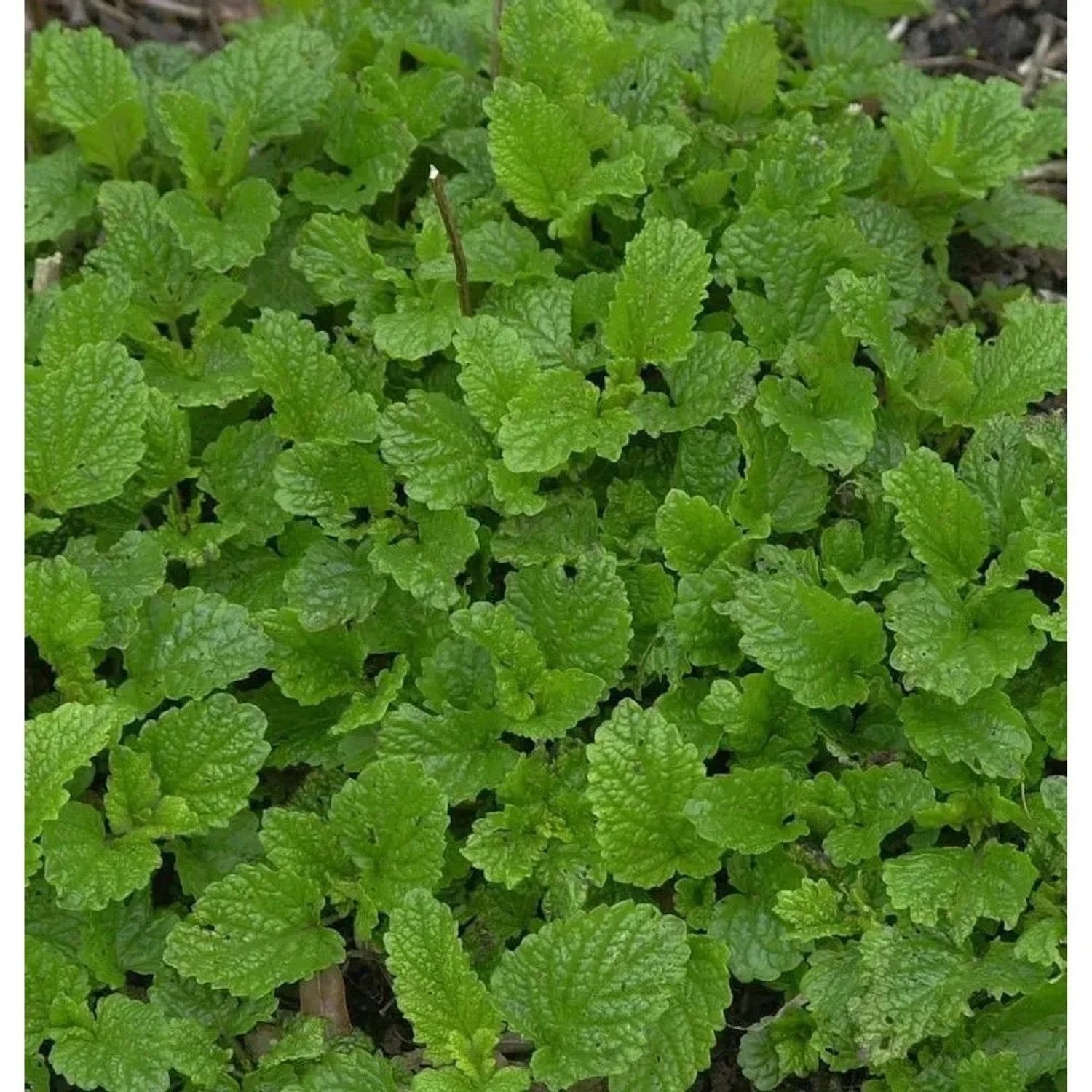 Image of Zitronenmelisse - Melissa officinalis
