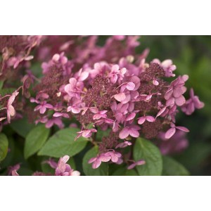 Nahaufnahme der rosa blühenden Rispenhortensie Early Sensation, 60-80 cm hoch.
