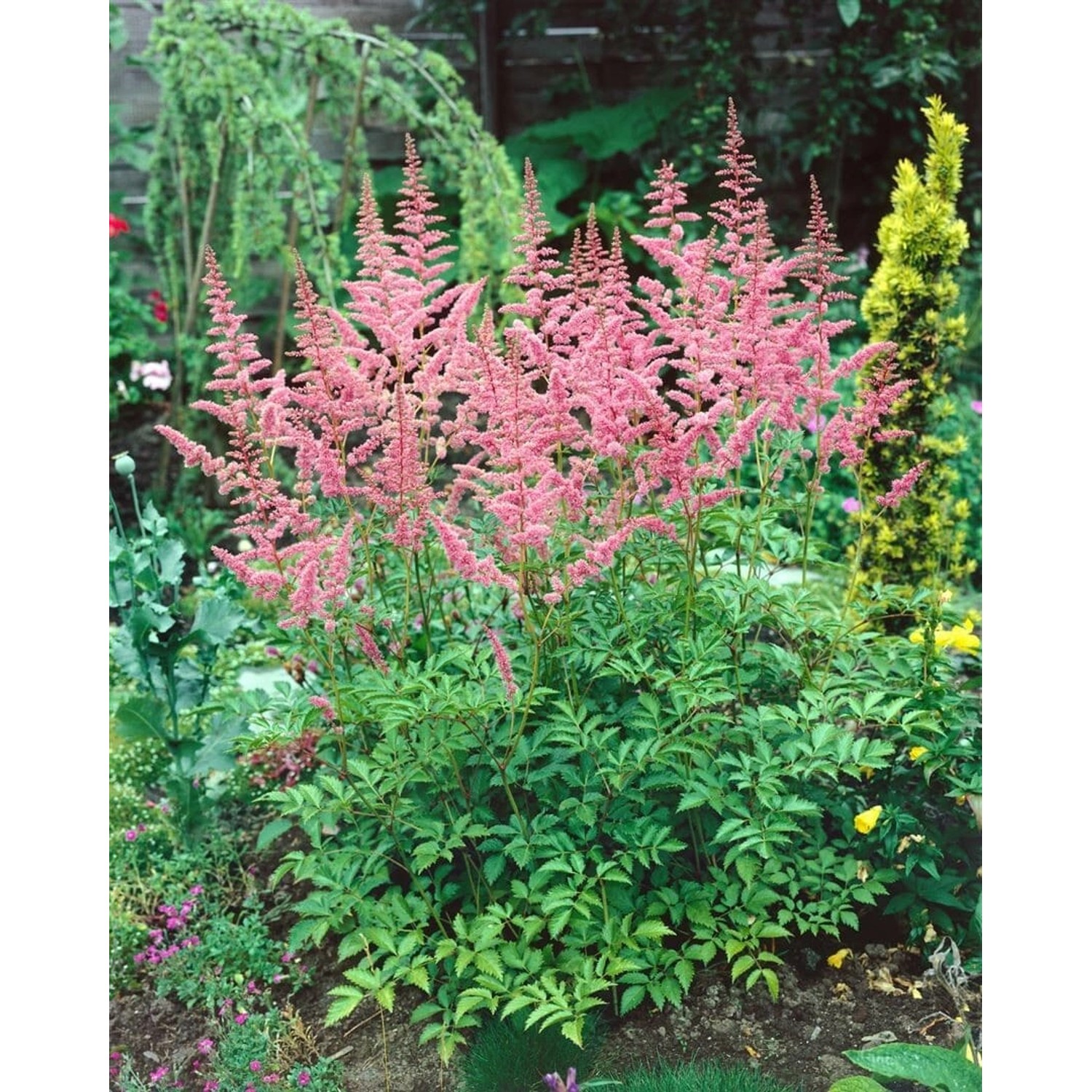 Astilbe X Arendsii Bressingham Beauty Prachtspiere Ca. 9x9 cm Topf günstig online kaufen