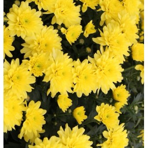 Herbstaster Citrus - Chrysanthemum hortorum
