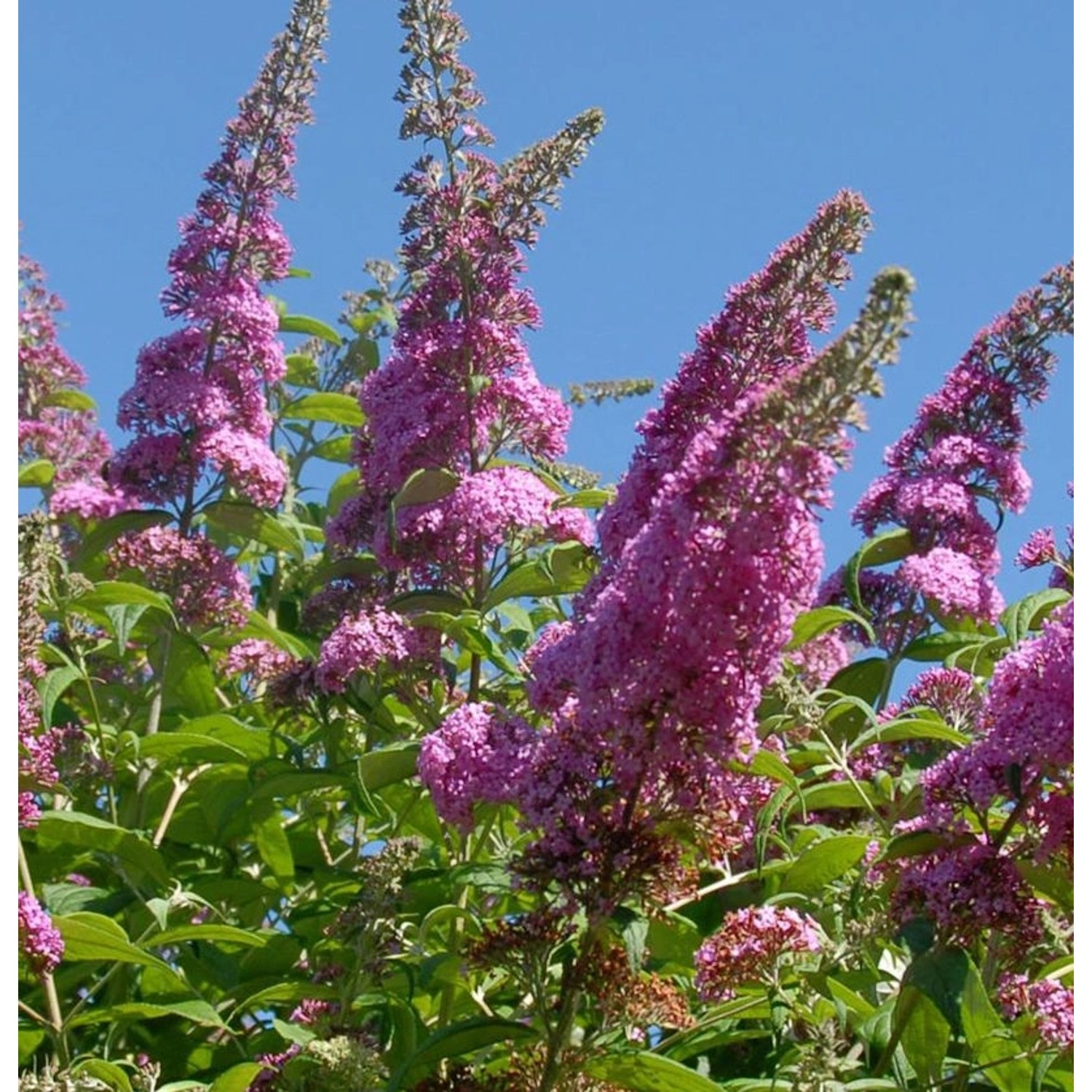 Zwerg Hänge Sommerflieder Little Pink 30-40cm - Buddleja günstig online kaufen