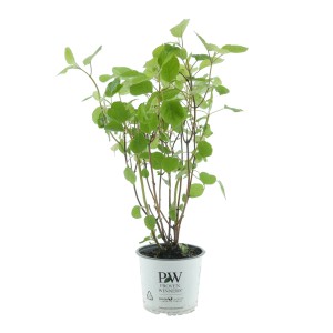 Ballhortensie Pink Annabelle im 3l Topf, ca. 30-40cm hoch. Strauchhortensie mit grünen Blättern.