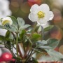 Christrose Helleborus Niger im Topf, weiße Blüte mit gelber Mitte und grünen Blättern.