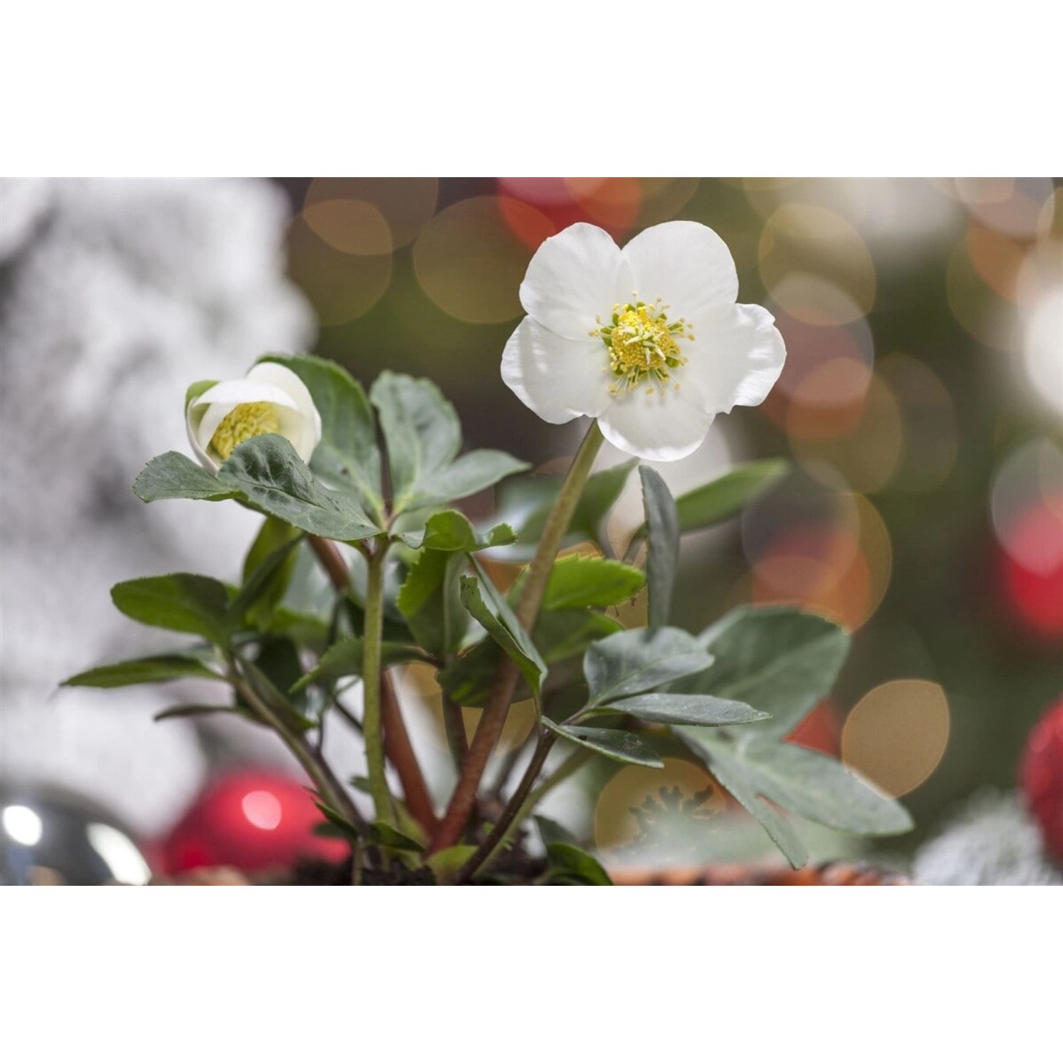 Helleborus Niger Christrose Ca. 11x11 cm Topf günstig online kaufen