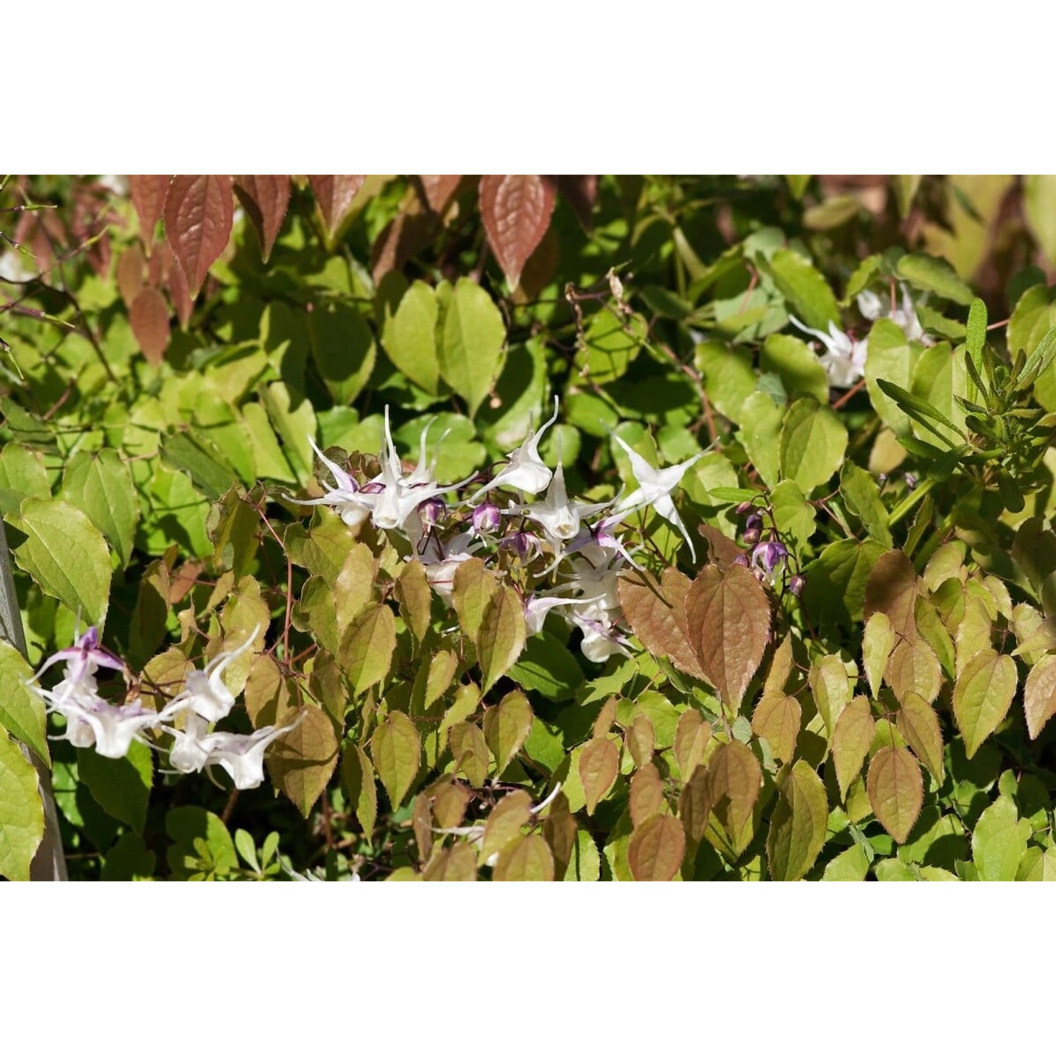 Epimedium Grandiflorum Akebono Elfenblume Ca. 9x9 cm Topf günstig online kaufen