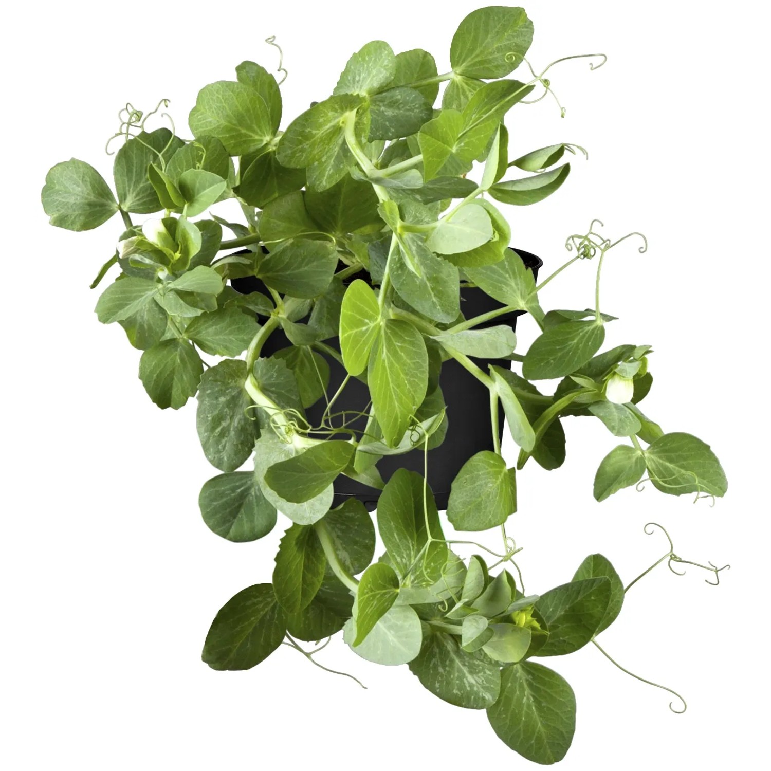 Kiepenkerl Zuckererbse "Sweet Horizon" Topf-Ø ca. 10,5 cm Pisum sativum
