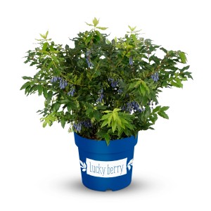 Heidelbeere Lucky Berry® im 5 l Topf, ca. 30-40 cm hoch.