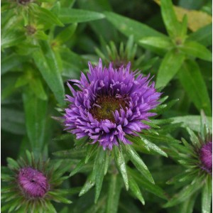 Nahaufnahme einer lilafarbenen Rauhblattaster (Aster novae angliae) der Sorte Purple Dome.