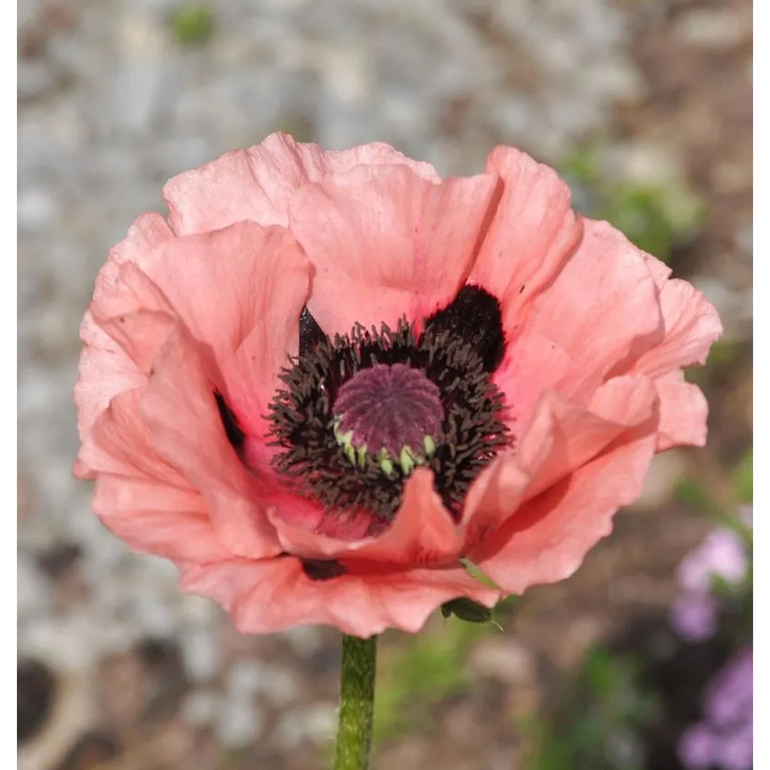 Türkischer Mohn Juliane - Papaver orientale