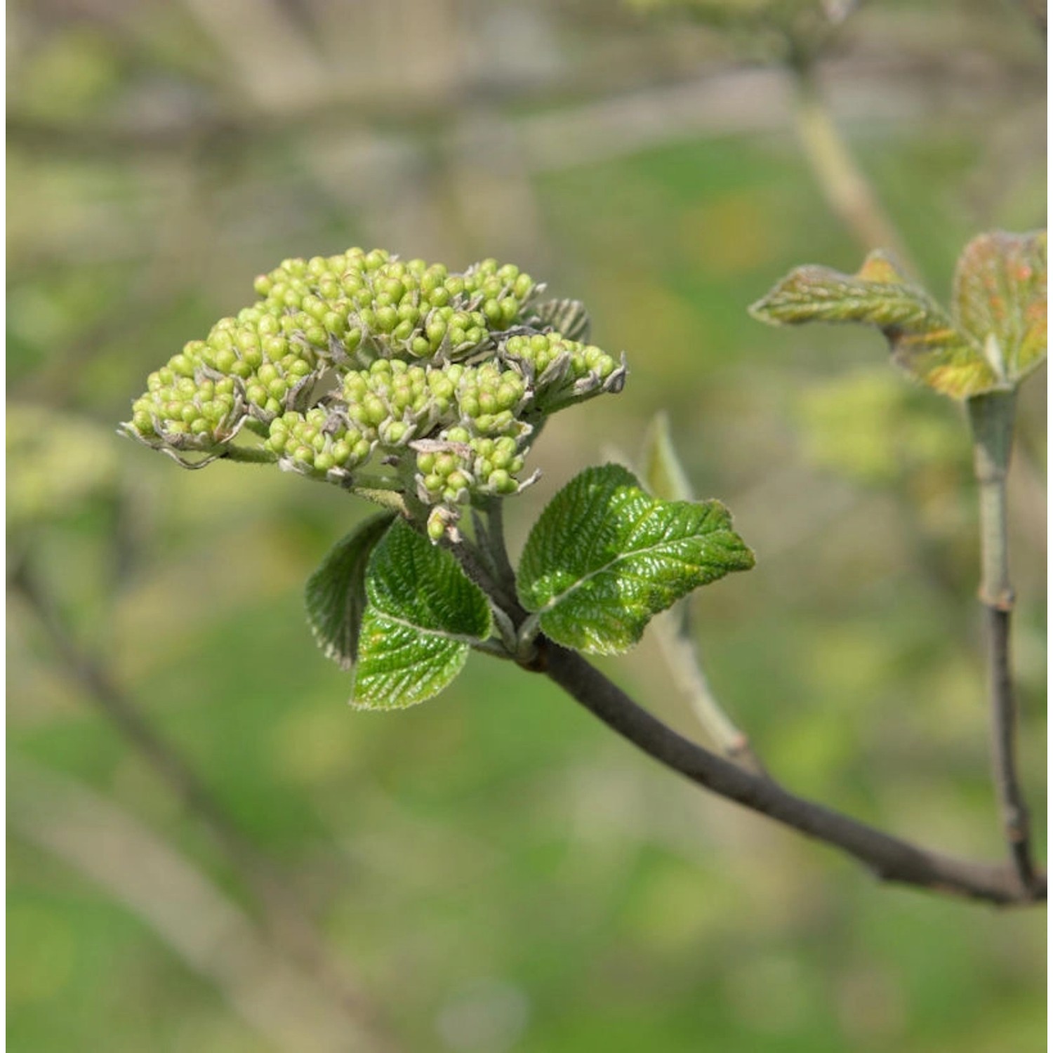 Japanischer Blumen-Hartriegel 30-40cm - Viburnum japonicum günstig online kaufen