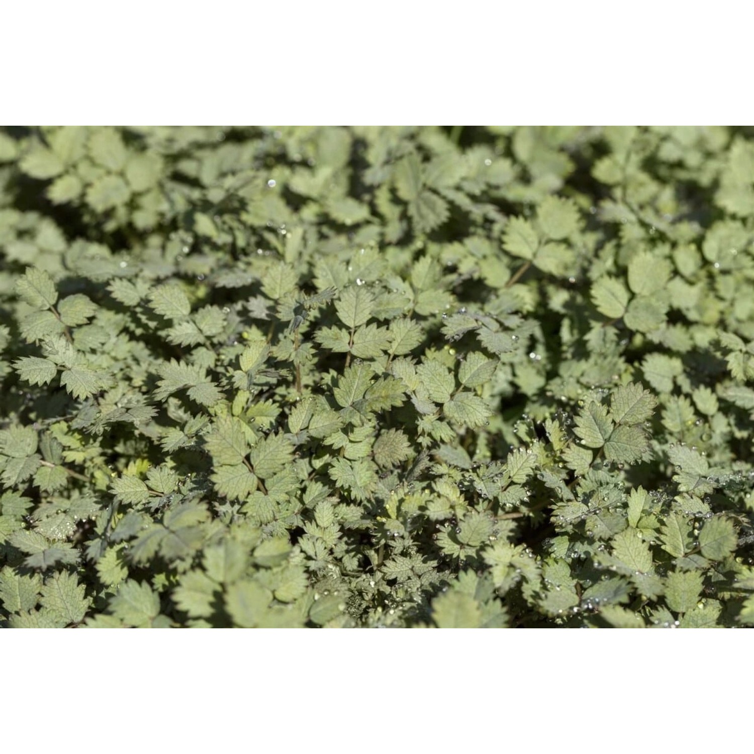 Acaena Buchananii Silberstachelnüsschen Ca. 9x9 cm Topf günstig online kaufen