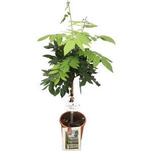 GROW by OBI Blauregen Brachybotrys im 9 l Topf, ca. 60 cm hoch.