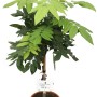 GROW by OBI Blauregen Brachybotrys im 9 l Topf, ca. 60 cm hoch.