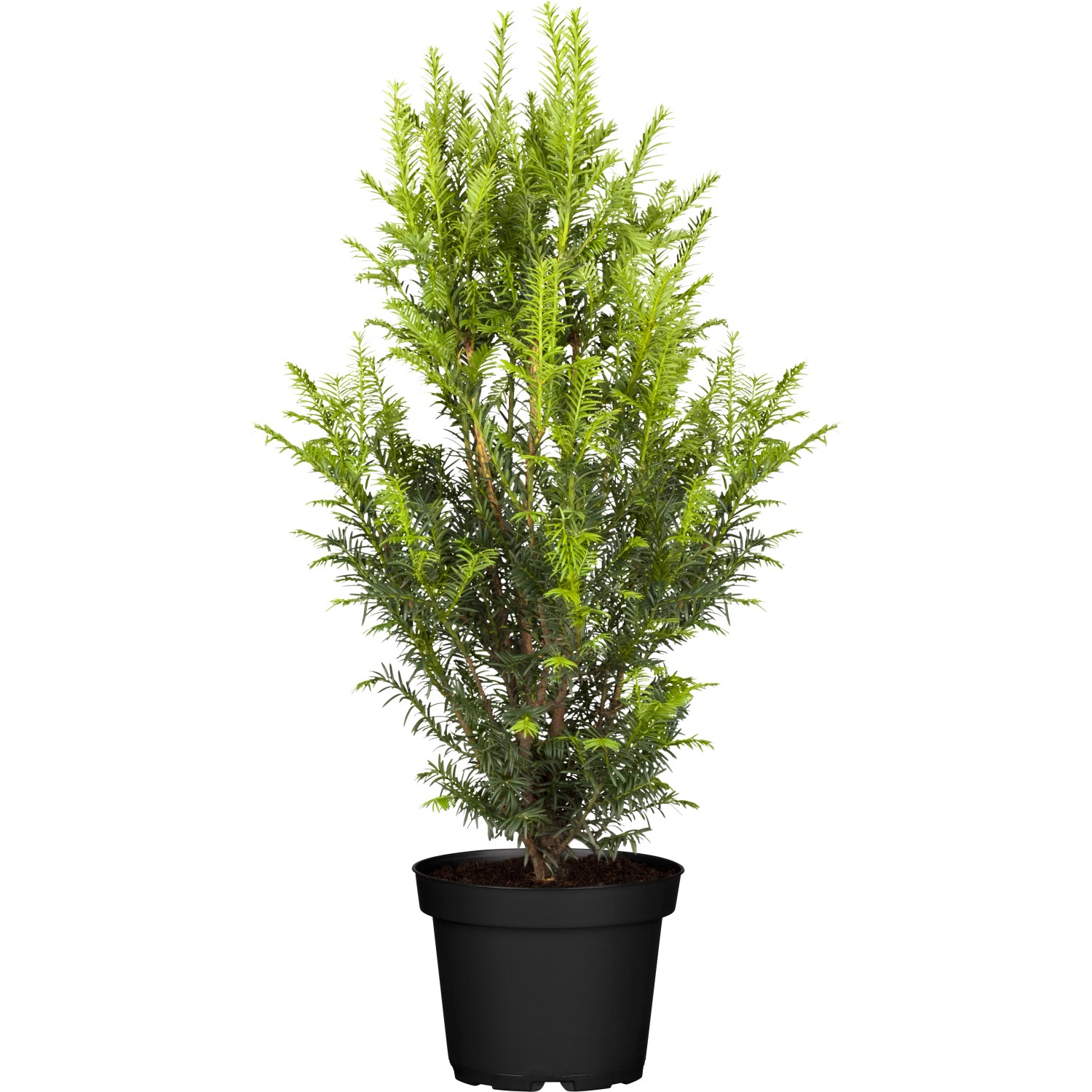 Eibe Set à 30 Stück Höhe ca. 60 - 80 cm Taxus baccata