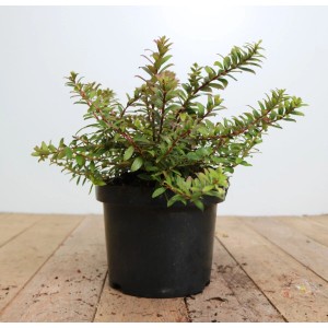 Gaultheria Itoana Immergrün im Topf, 20–25 cm hoch. Ideal als Bodendecker oder für Kübel.