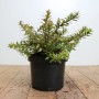 Gaultheria Itoana Immergrün im Topf, 20–25 cm hoch. Ideal als Bodendecker oder für Kübel.