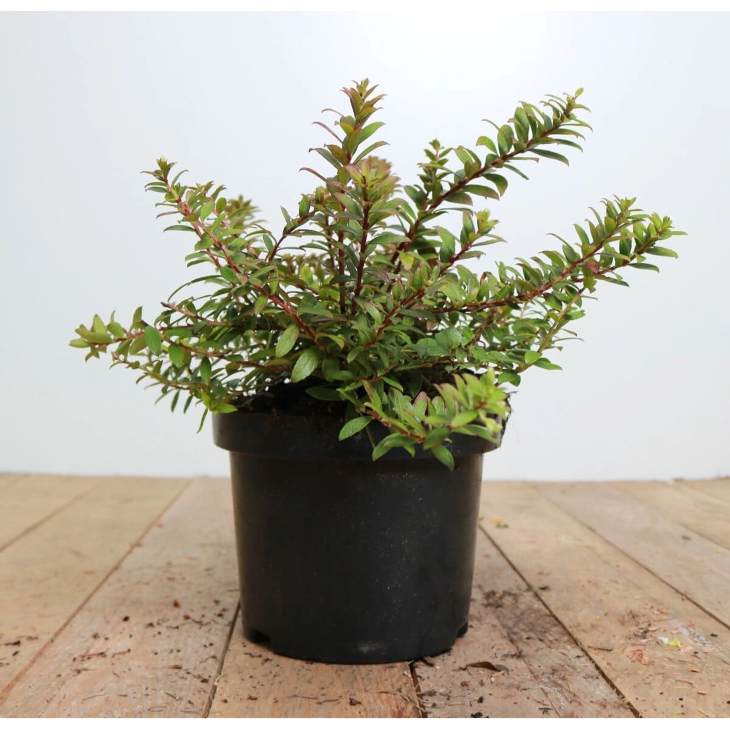 Gaultheria Itoana Immergrün 20–25 cm günstig online kaufen