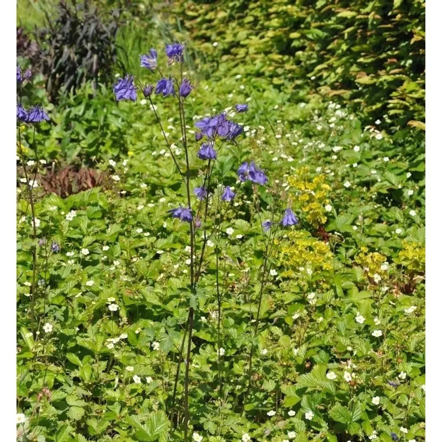 Garten-Akelei - Aquilegia vularis