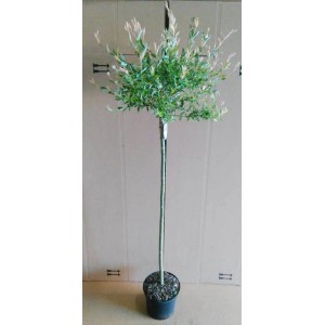 Pflanzen-Boering Harlekin-Weide Stämmchen, 170-180cm hoch, im Topf. Hausbaum mit bunter Krone.