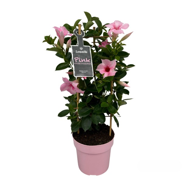 Dipladenia kaufen bei OBI