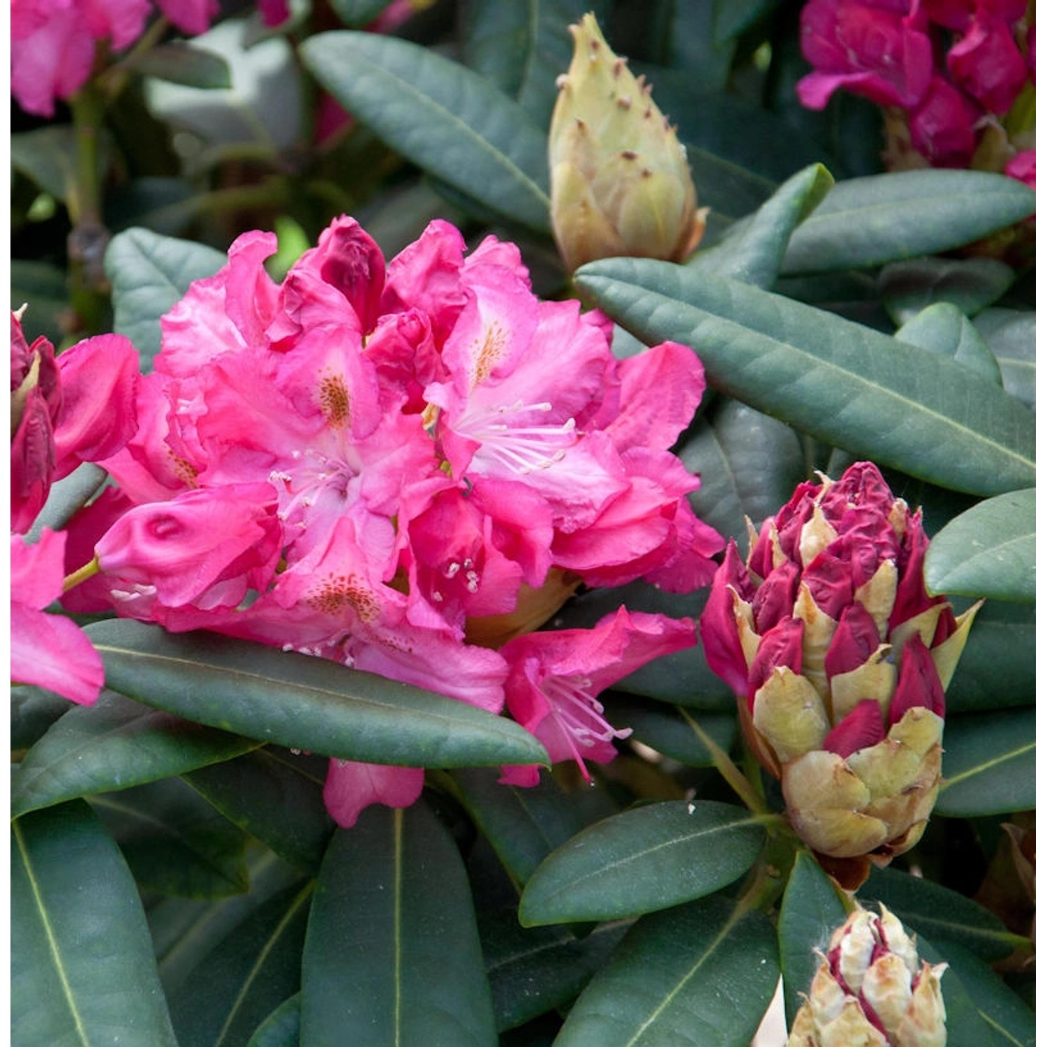 INKARHO - Großblumige Rhododendron Fidelius 30-40cm - Alpenrose günstig online kaufen