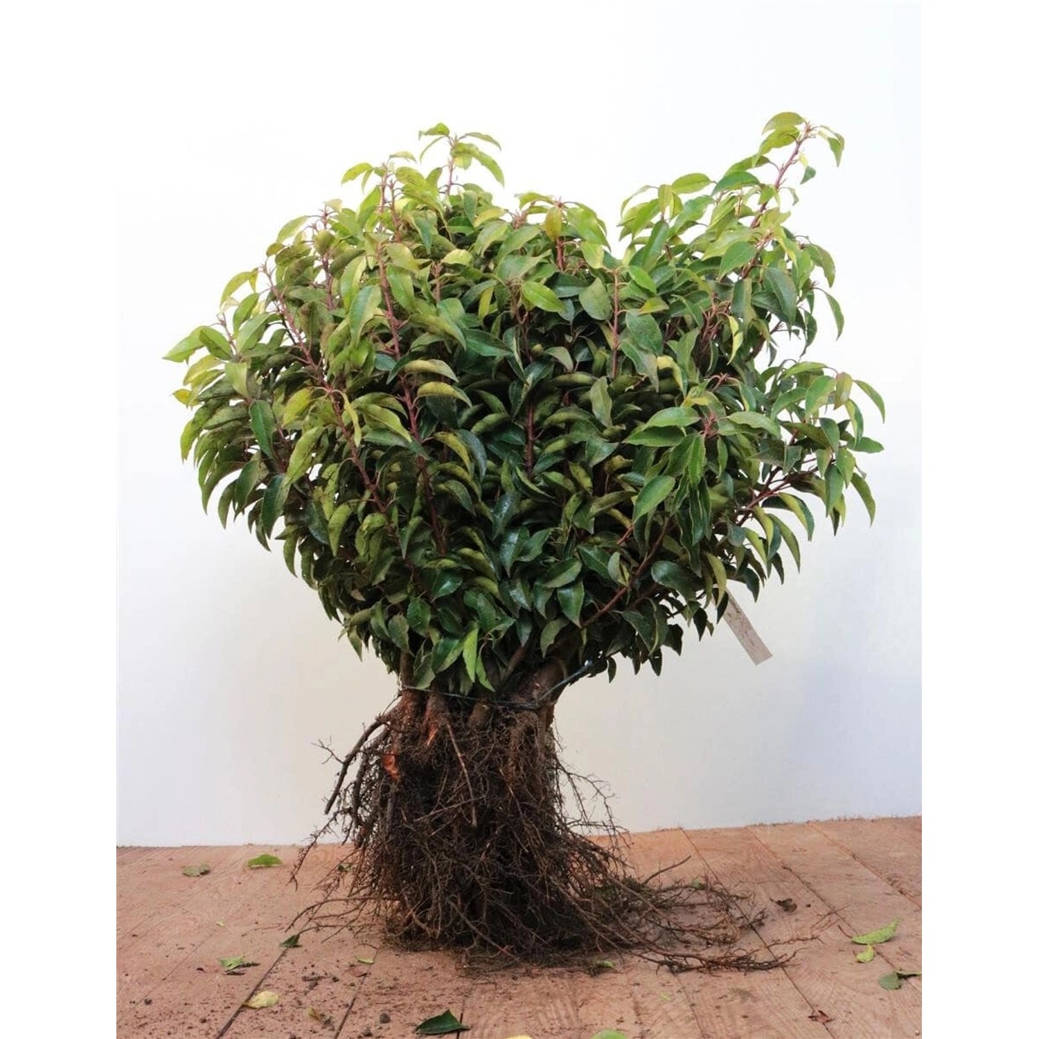 Prunus lusitanica 'Angustifolia' 30-50 cm günstig online kaufen