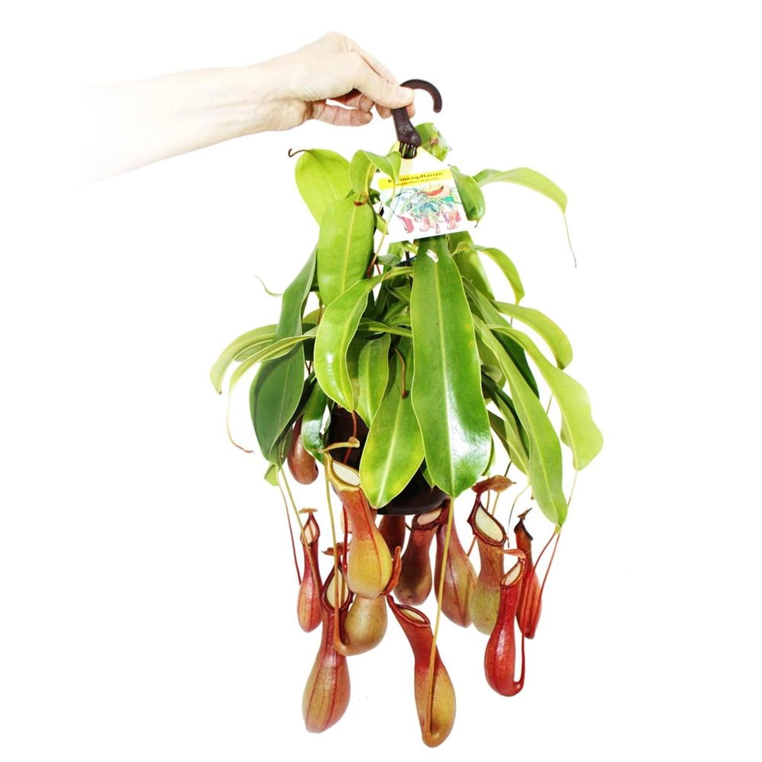 Exotenherz Fleischfressende Pflanze Nepenthes Alata 14cm Ampeltopf günstig online kaufen