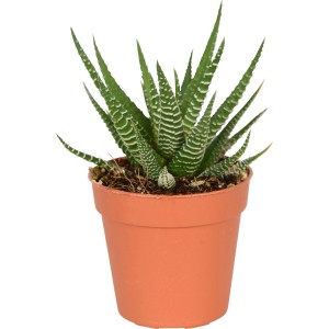 Kleiner Kaktus im Topf (Ø 5,5 cm) mit grünen, gestreiften Blättern. Pflegeleichte Zimmerpflanze.