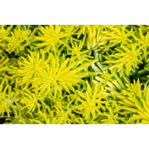 Detailaufnahme der gelbgrünen Fetthenne Sedum Reflexum Angelina im 9x9 cm Topf.